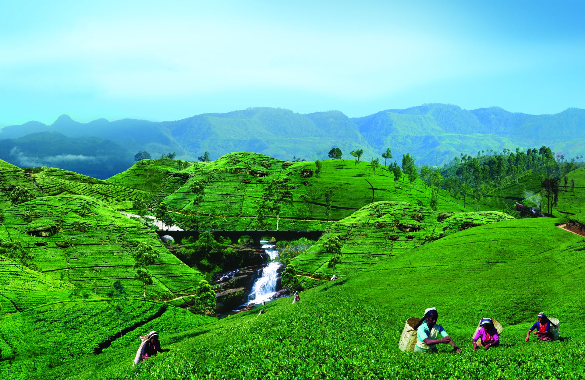 Tea Country